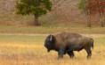 /album/fotogaleria/bison-jpg/